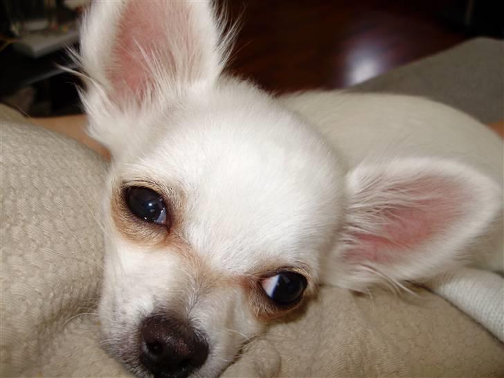 Chihuahua Willi - Billede 4 billede 3