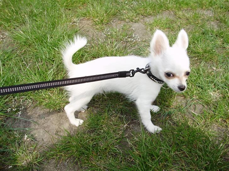 Chihuahua Willi - Billede 5 billede 4