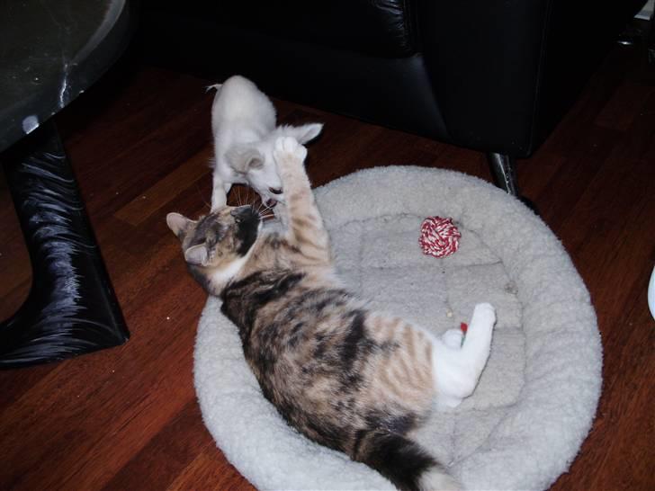 Chihuahua Willi - Billede 6..Katten skal bere ha en omgang billede 5