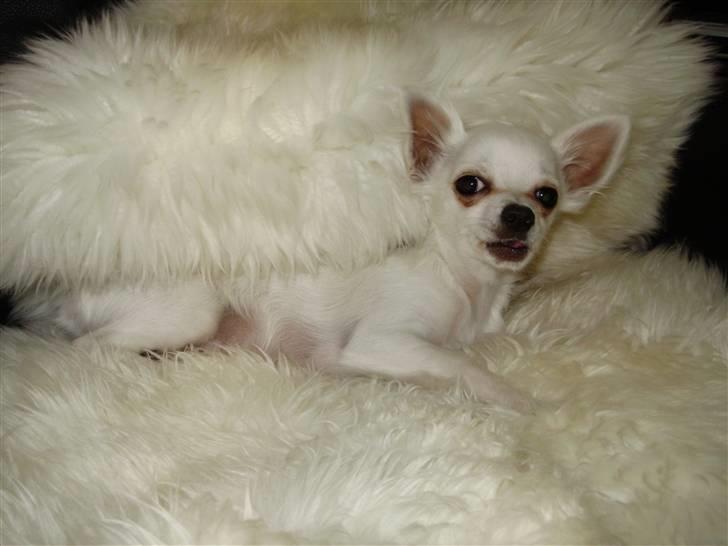 Chihuahua Willi - Billede 7 billede 6