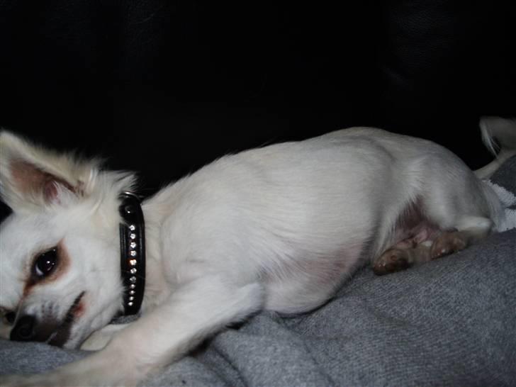 Chihuahua Willi - Billede 8 billede 7