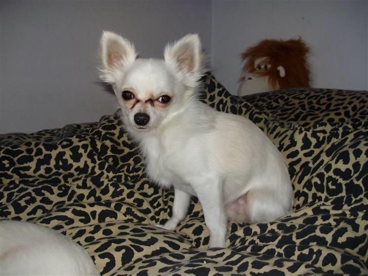 Chihuahua Willi billede 8