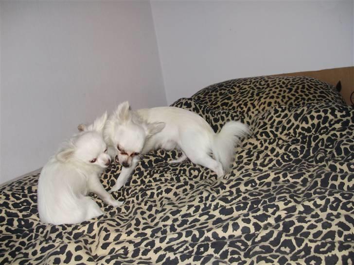 Chihuahua Willi - leger med sin mor billede 9