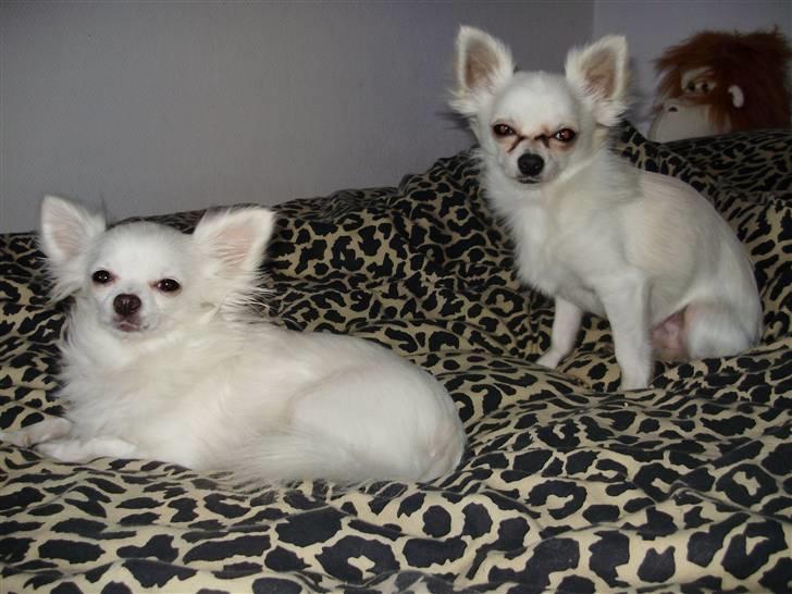 Chihuahua Willi - Willi og hans mor (tv) billede 10