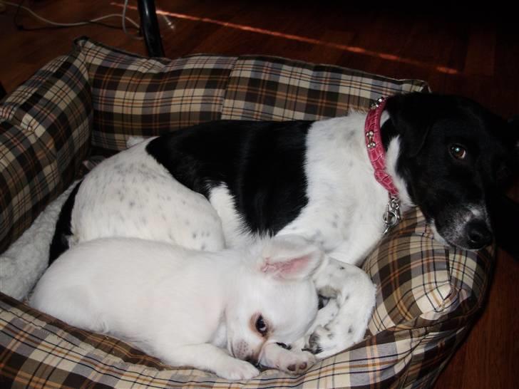 Chihuahua Willi - Ligger sødt og sover sammen med fix billede 11