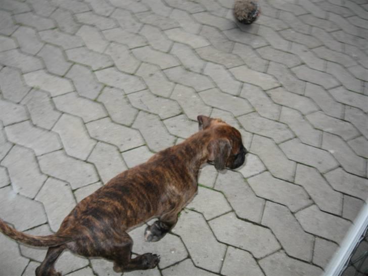 Boxer Mario  billede 10