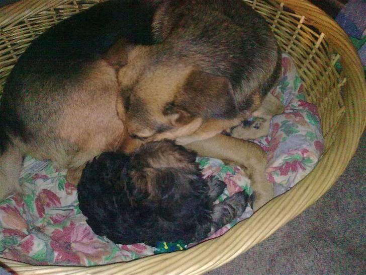 Blanding af racer cille ***RIP*** - cilles nye pleje barn billede 14