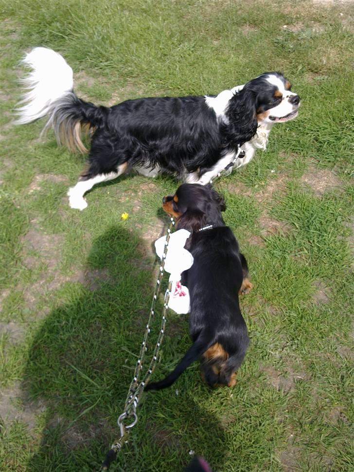 Cavalier king charles spaniel Chicco billede 2