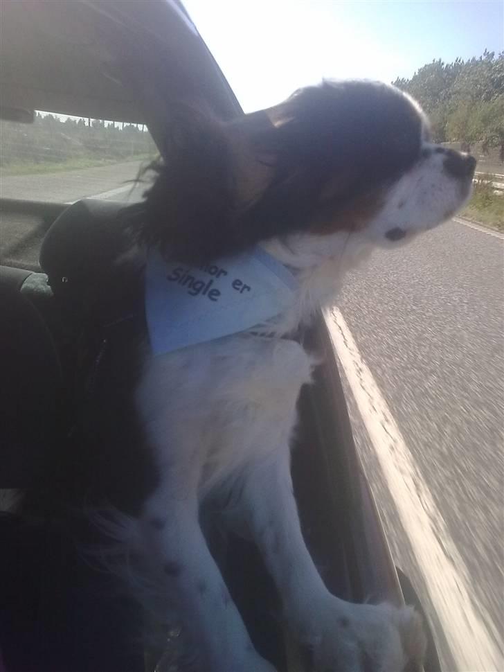 Cavalier king charles spaniel Chicco - Ja teksten på tørklædet siger sig selv. billede 3