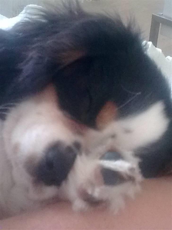 Cavalier king charles spaniel Chicco - Sover sødt.... billede 4