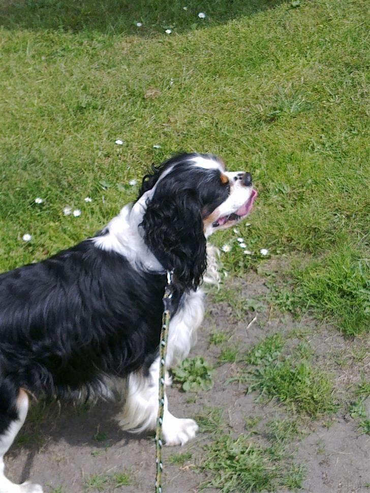 Cavalier king charles spaniel Chicco billede 5