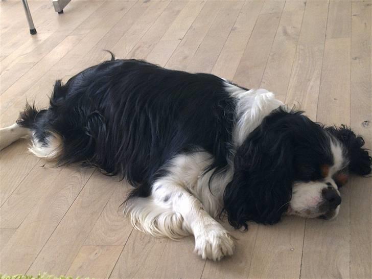 Cavalier king charles spaniel Chicco billede 6