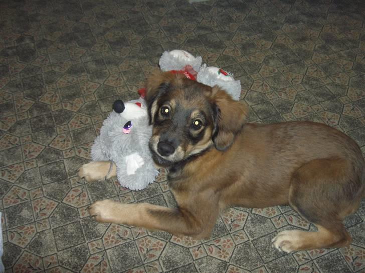 Blanding af racer Shivas billede 1