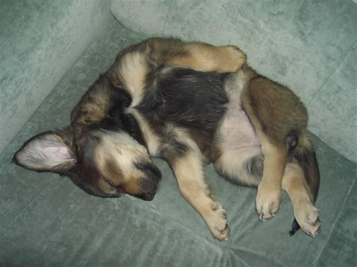 Blanding af racer Shivas billede 2