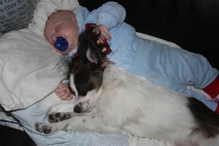 Papillon Zulu billede 8