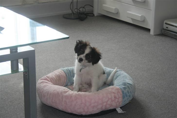 Papillon Zulu billede 9