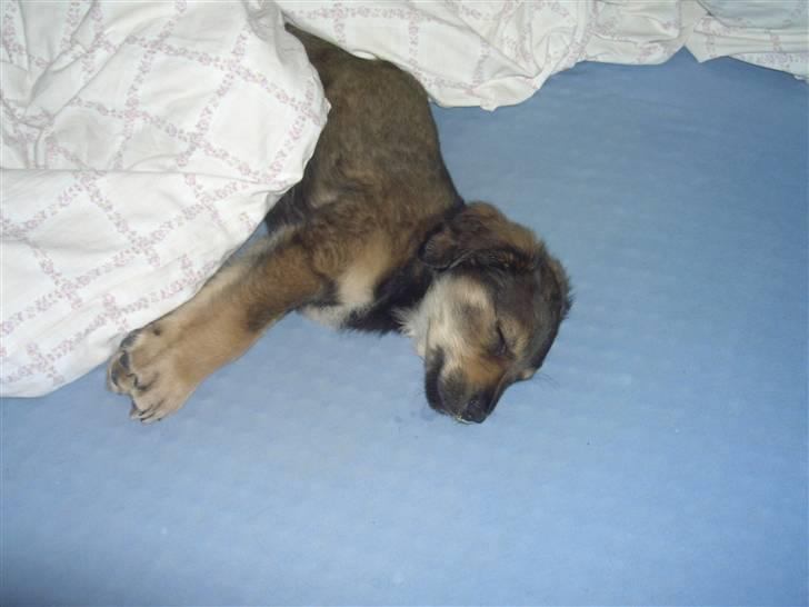 Blanding af racer Shivas billede 3