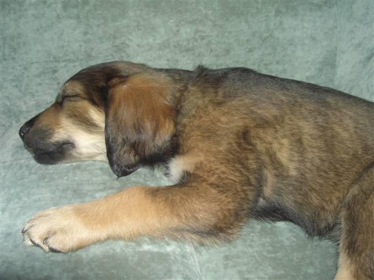 Blanding af racer Shivas billede 4