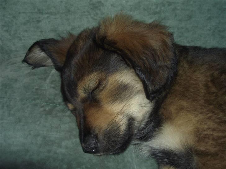 Blanding af racer Shivas billede 5