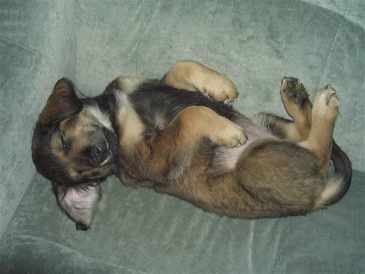 Blanding af racer Shivas billede 6