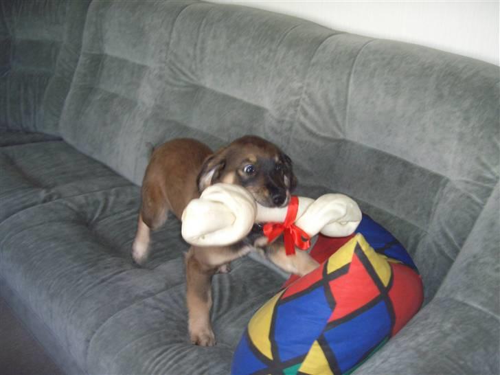 Blanding af racer Shivas billede 8