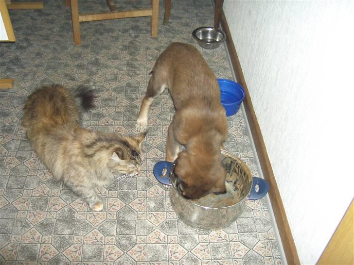 Blanding af racer Shivas billede 9