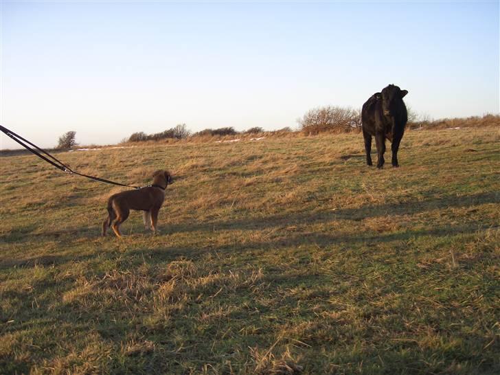 Blanding af racer Shivas billede 11