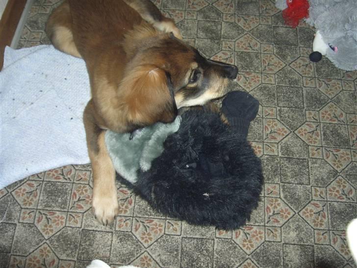 Blanding af racer Shivas billede 12