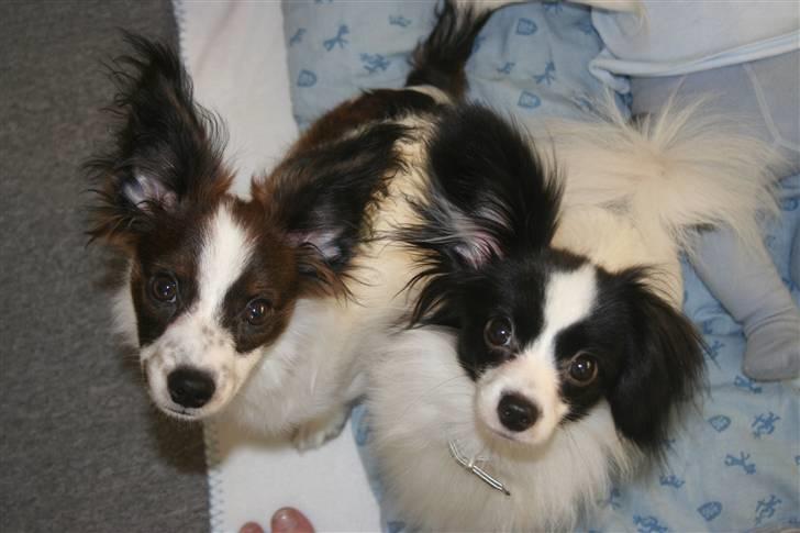 Papillon Zulu billede 10