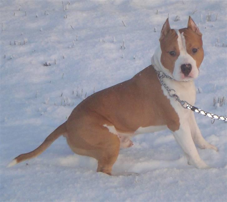 Amerikansk staffordshire terrier FAITH billede 16