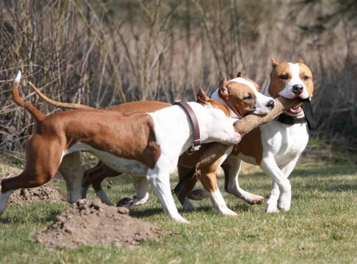 Amerikansk staffordshire terrier FAITH - Giuly, Shadie og mig. :D billede 17