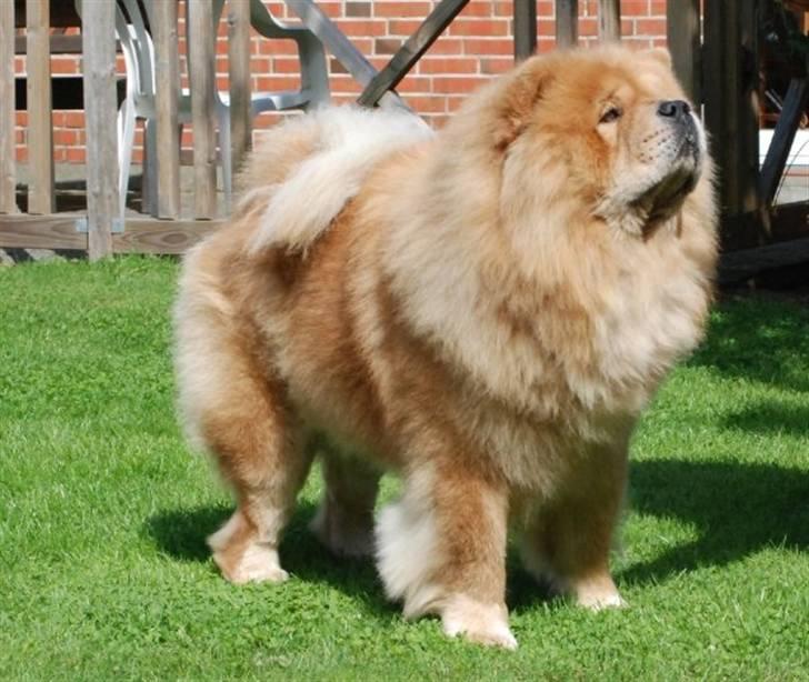 Chow chow cracher billede 2