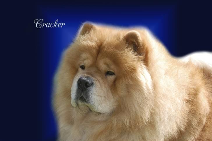 Chow chow cracher billede 3