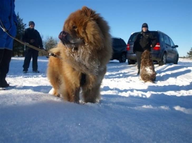 Chow chow cracher billede 4