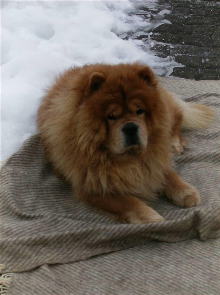 Chow chow cracher billede 5