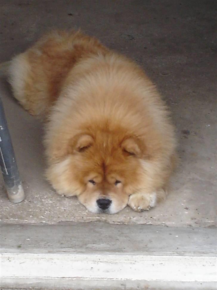 Chow chow cracher billede 6