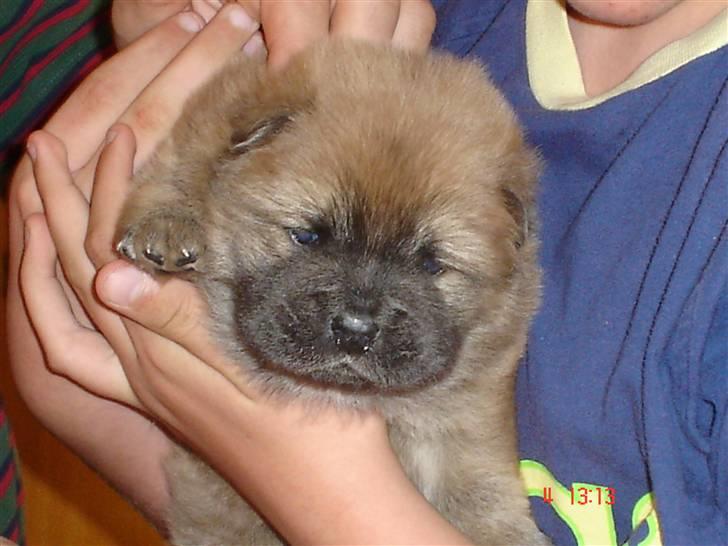 Chow chow cracher billede 7