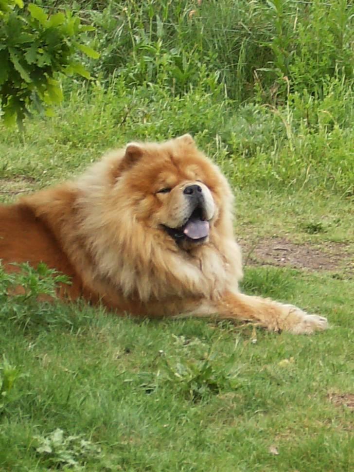 Chow chow cracher billede 8