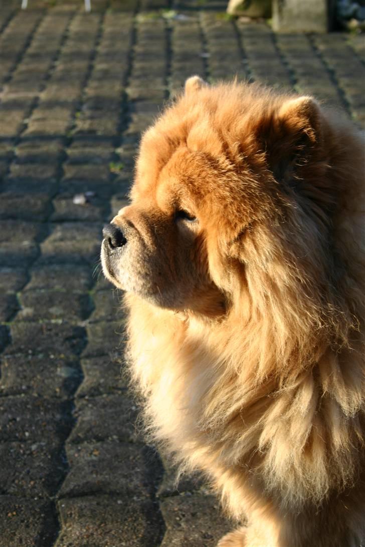 Chow chow cracher billede 9