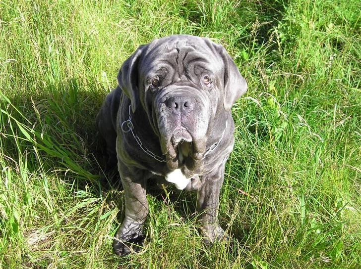 Mastino napoletano Dess R.I.P billede 1