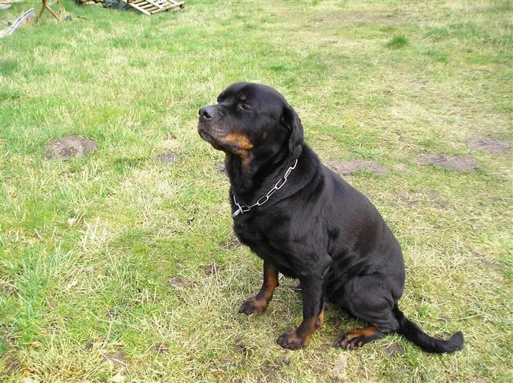 Rottweiler Poscha R.I.P - dette billed er fra hendes sidste dag hun blev 11år billede 1