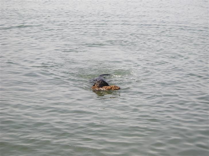 Rottweiler Poscha R.I.P billede 2