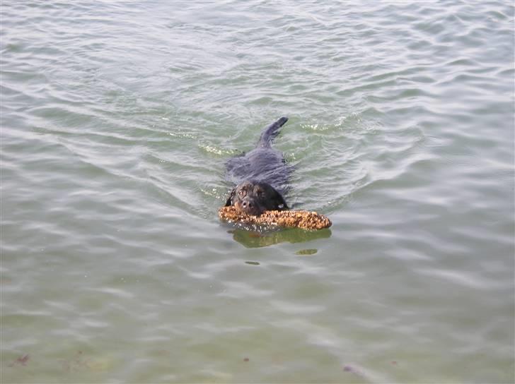 Rottweiler Poscha R.I.P billede 3