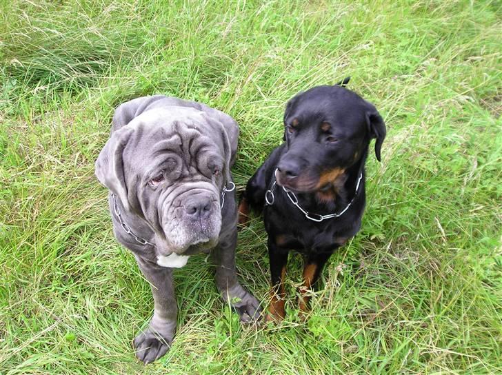 Rottweiler Poscha R.I.P billede 4