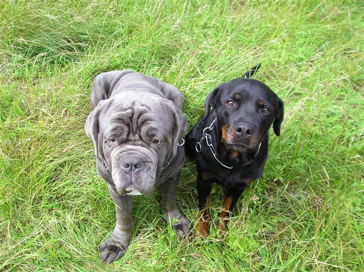 Rottweiler Poscha R.I.P billede 5