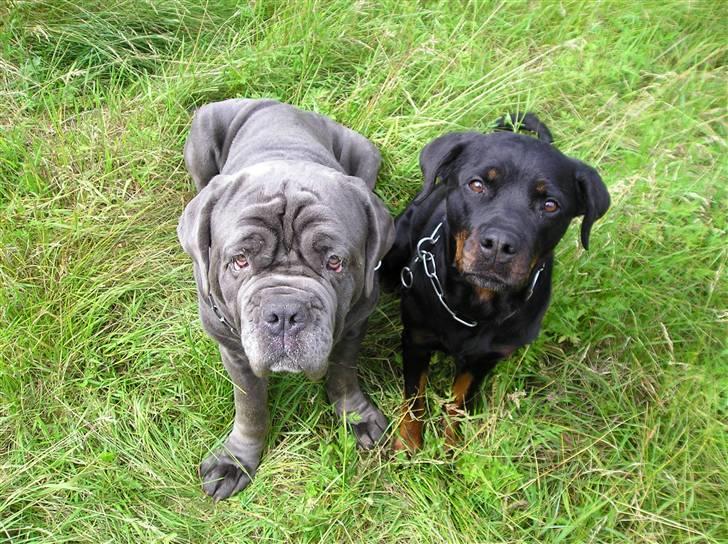 Rottweiler Poscha R.I.P billede 6