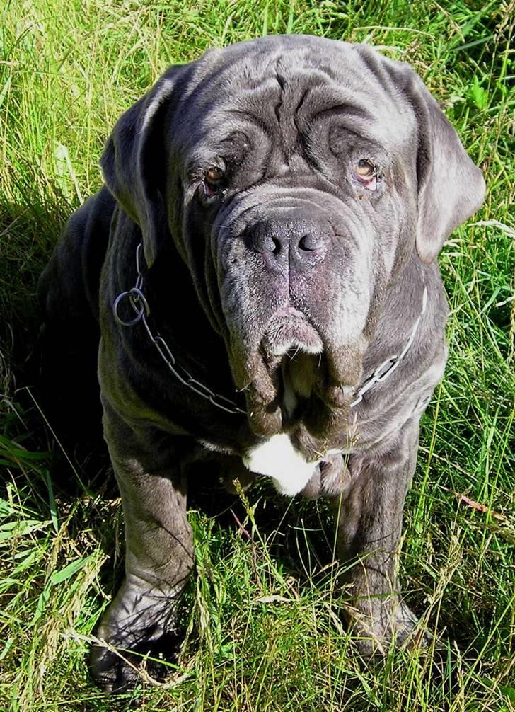 Mastino napoletano Dess R.I.P billede 5