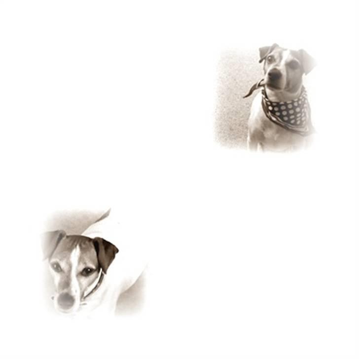 Blanding af racer Plet billede 20