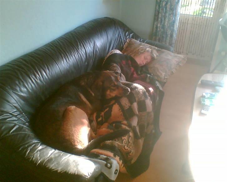 Blanding af racer Drengen (The Great German) billede 11