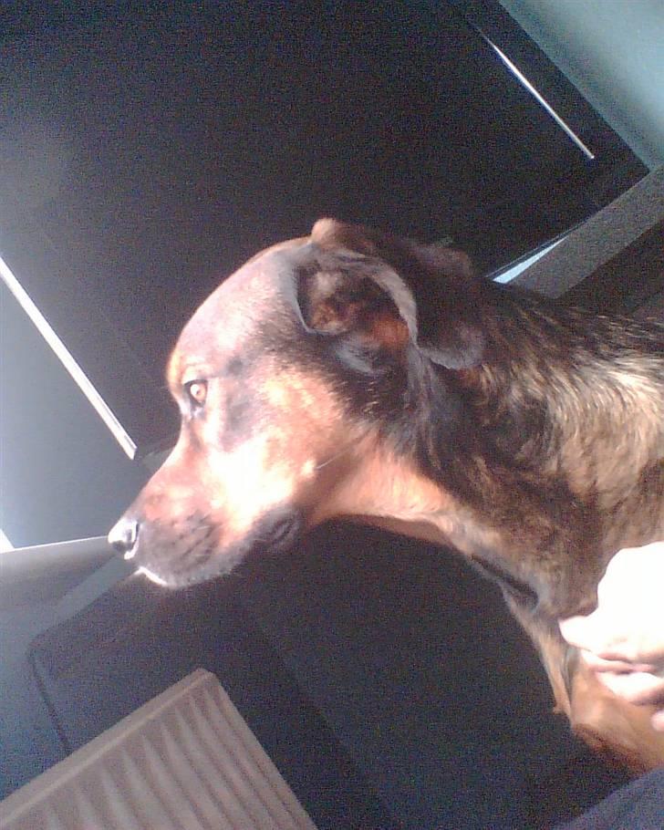 Blanding af racer Drengen (The Great German) billede 12